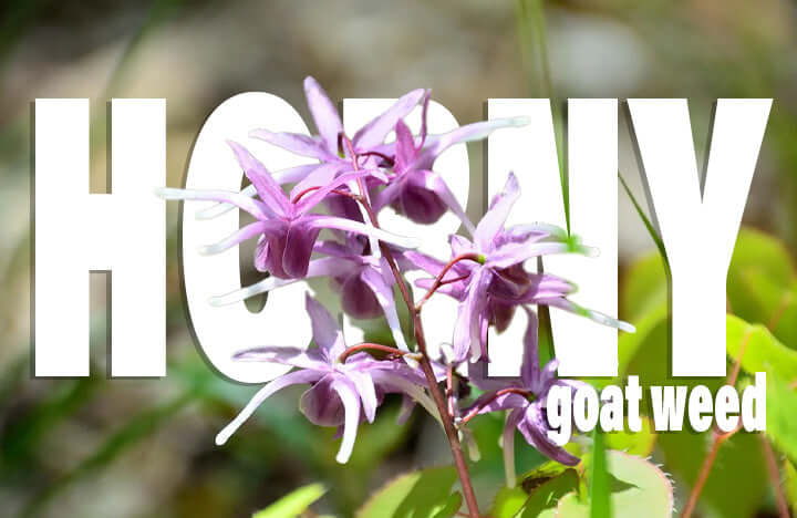 Horney Goat Weed in Weight Training