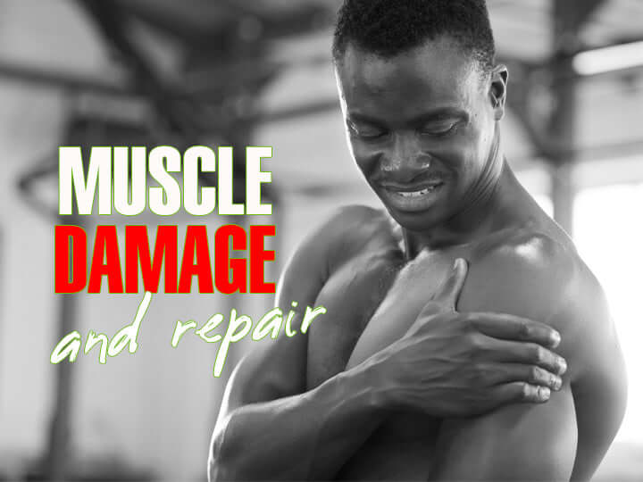Muscle Damage and Recovery in Weight Training – GymPin