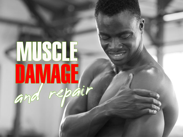 Muscle Damage and Recovery in Weight Training