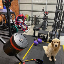 Dog in a home gym with weights and exercise equipment
