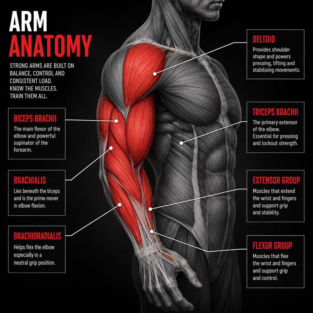 Build bigger arms with a plan that progresses